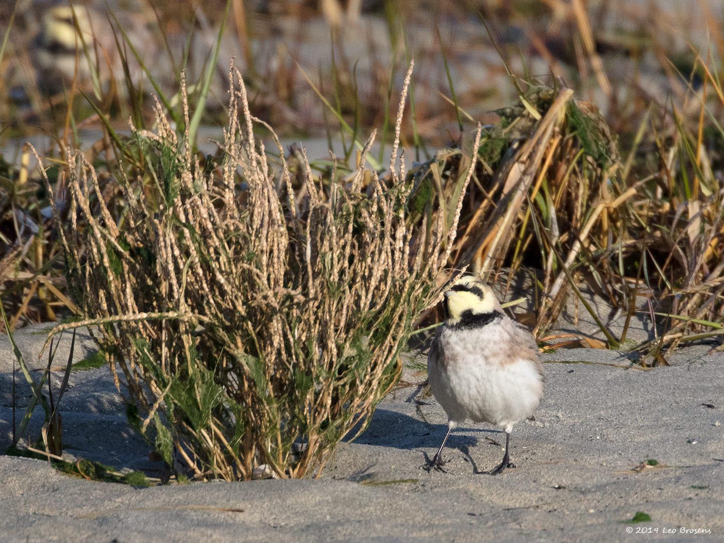 Strandleeuwerik-20190121g1440aYSXX4268crfb_0.jpg