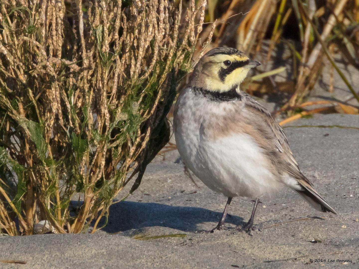 Strandleeuwerik-20190121g1440aYSXX4272crfb_0.jpg