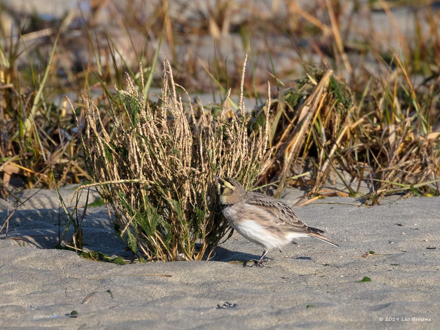 Strandleeuwerik-20190121g1440aYSXX4274crfb_0.jpg