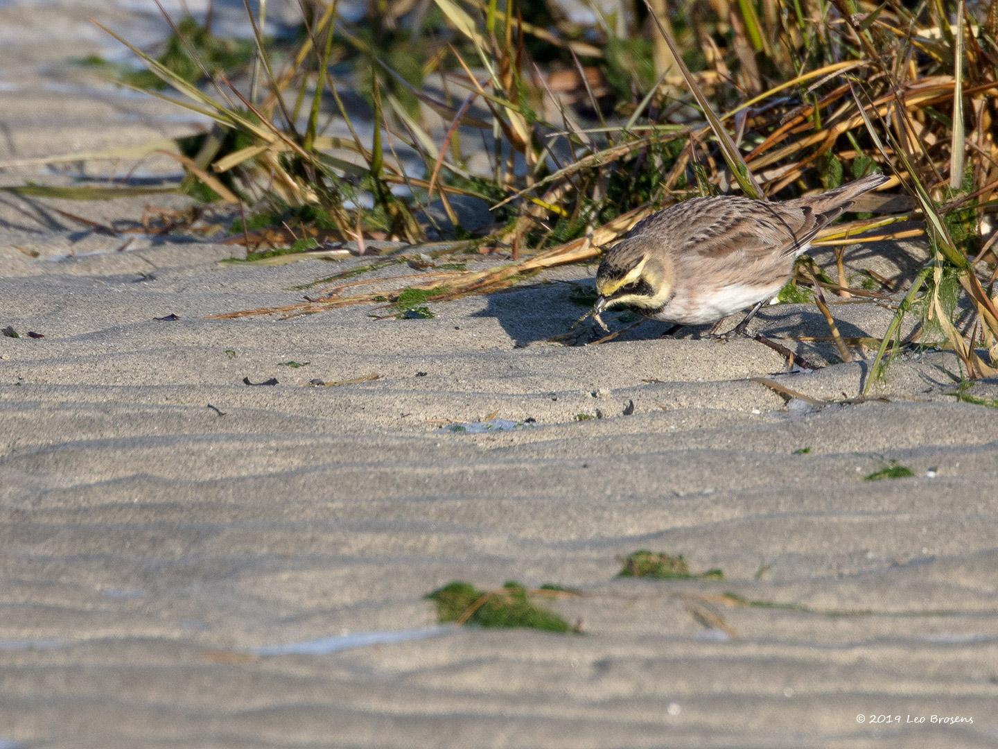 Strandleeuwerik-20190121g1440aYSXX4275crfb_0.jpg