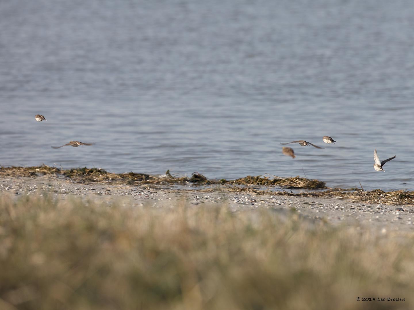 Strandleeuwerik-20190121g1440aYSXX4330crfb_0.jpg