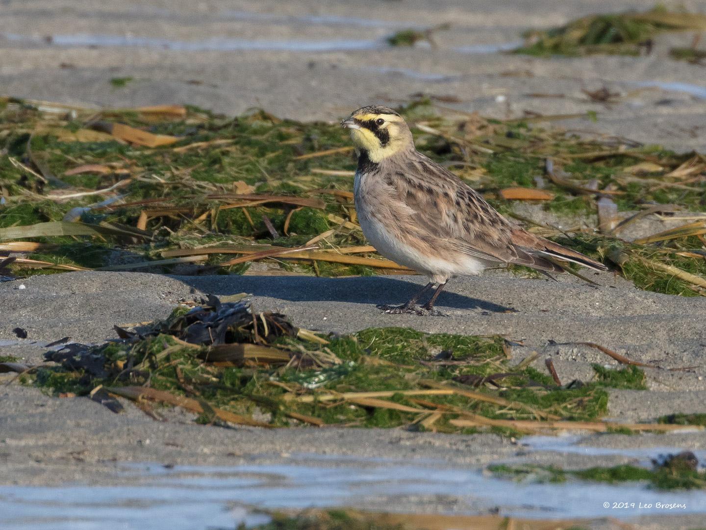 Strandleeuwerik-20190121g1440cYSXX4227crfb_0.jpg