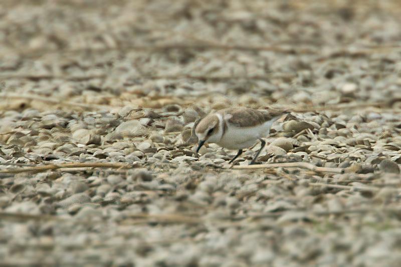 Strandplevier-20120517g800IMG_5525a.jpg