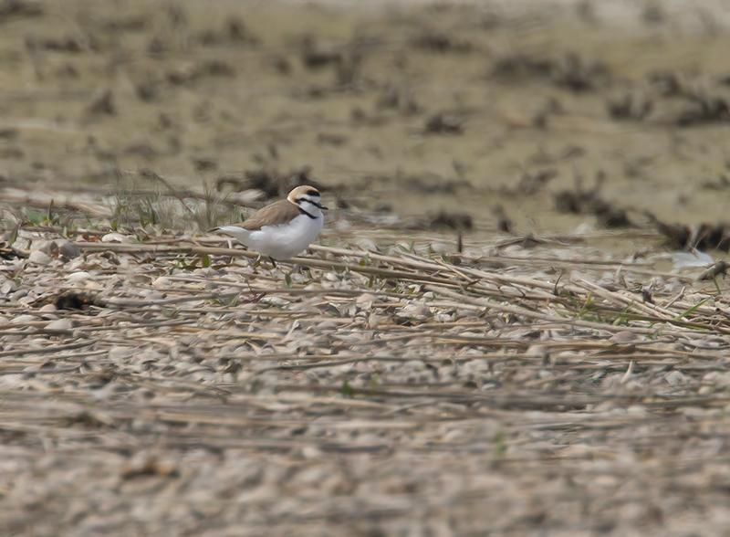 Strandplevier-20120519g800IMG_5519a.jpg