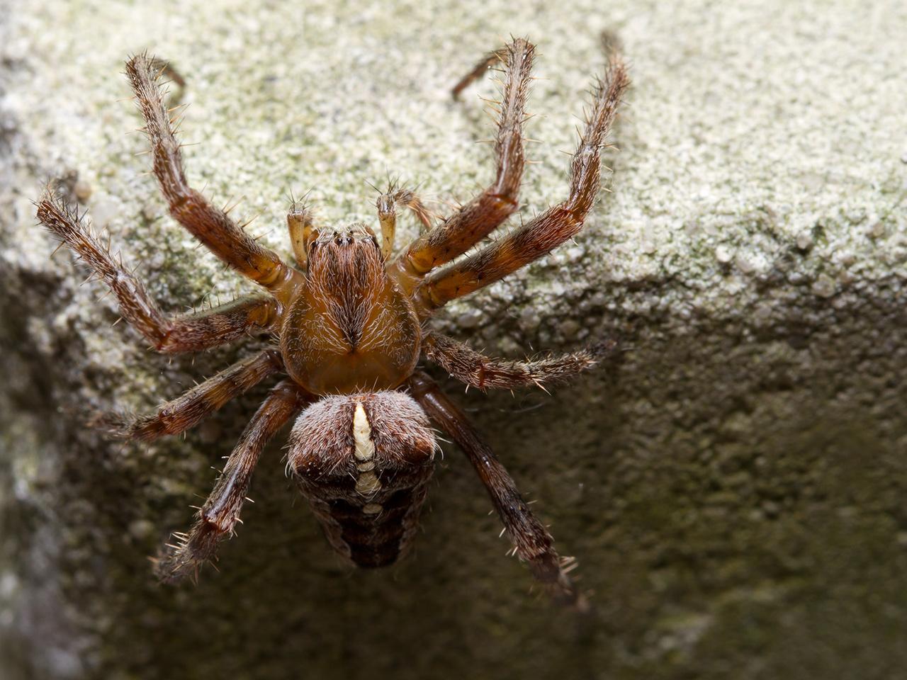 Struikknobbelspin-Gibbaranea-bituberculata-20130810g1280IMG_8903a_0.jpg