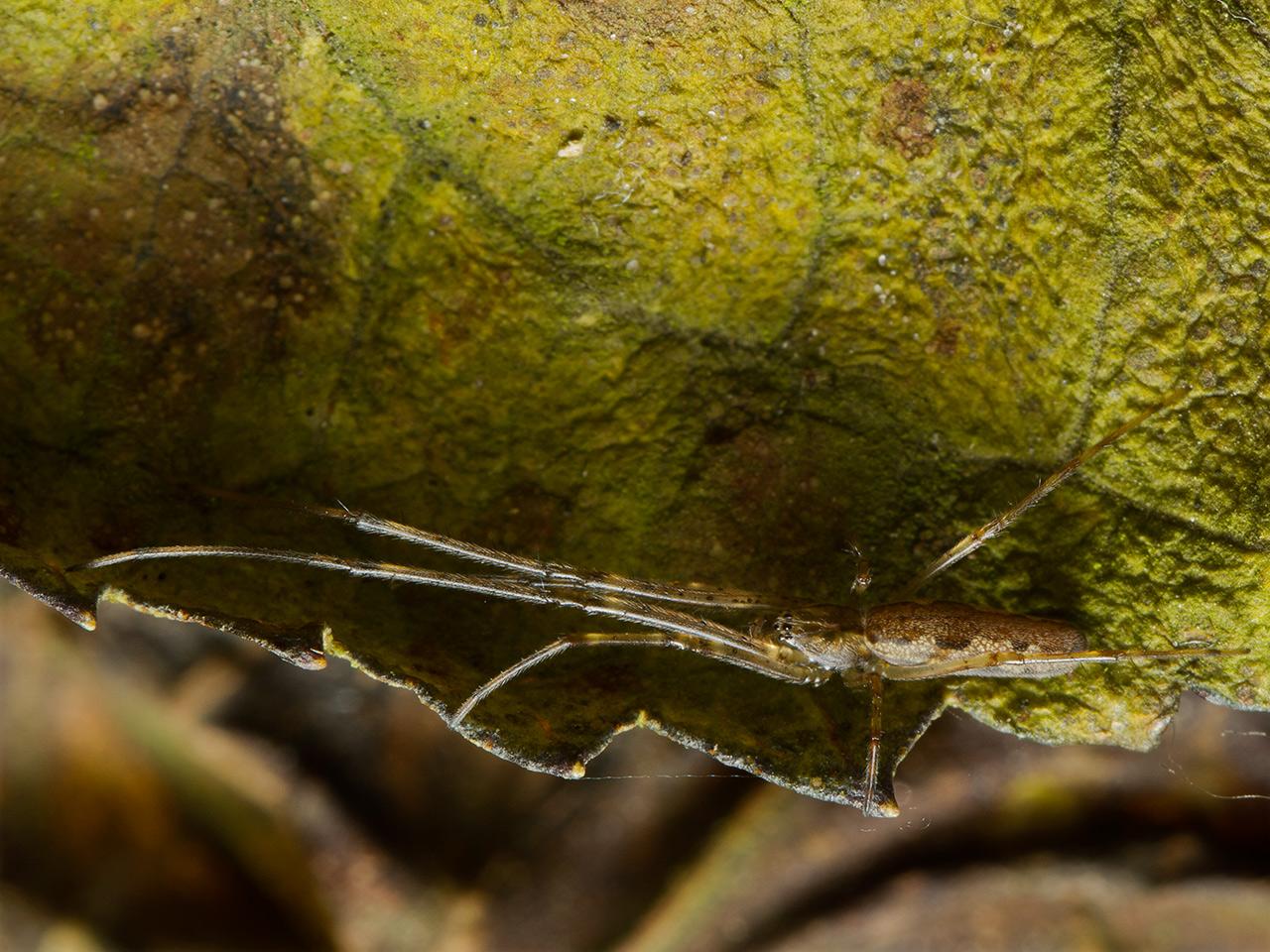 Tetragnathidae-20121130g1280IMG_3216a.jpg