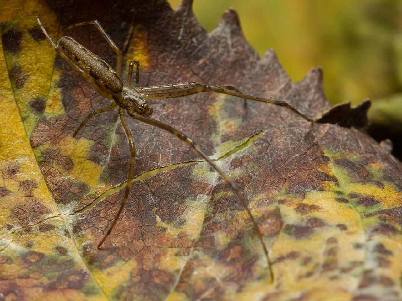 Tetragnathidae-20121130g1280IMG_3227a.jpg