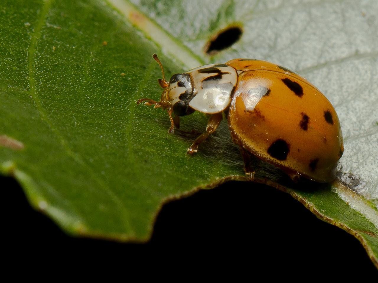 Tienstippelig-lieveheersbeestje-Adalia-decempunctata-20120909g1280IMG_0358b.jpg