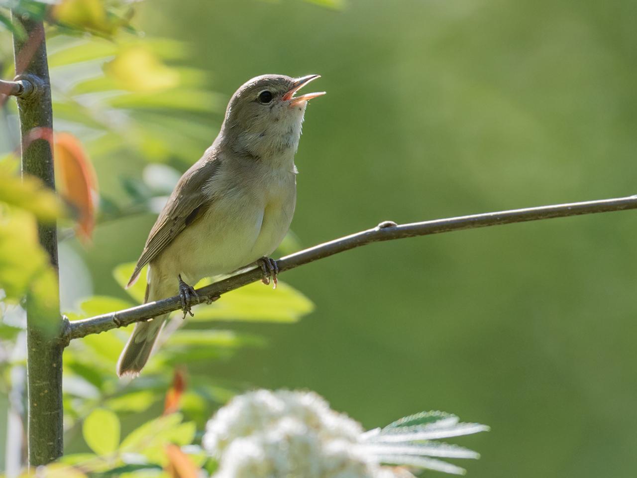 Tuinfluiter-20170509g1280YSXX8475a.jpg