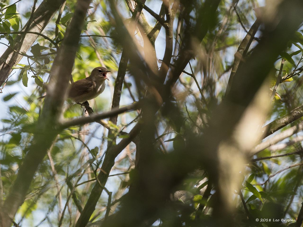 Tuinfluiter-20180508g1280YSXX2648acrfb.jpg