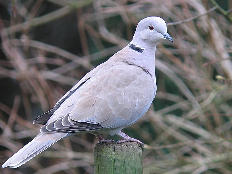 Turkse-tortel-minder-blauw.jpg