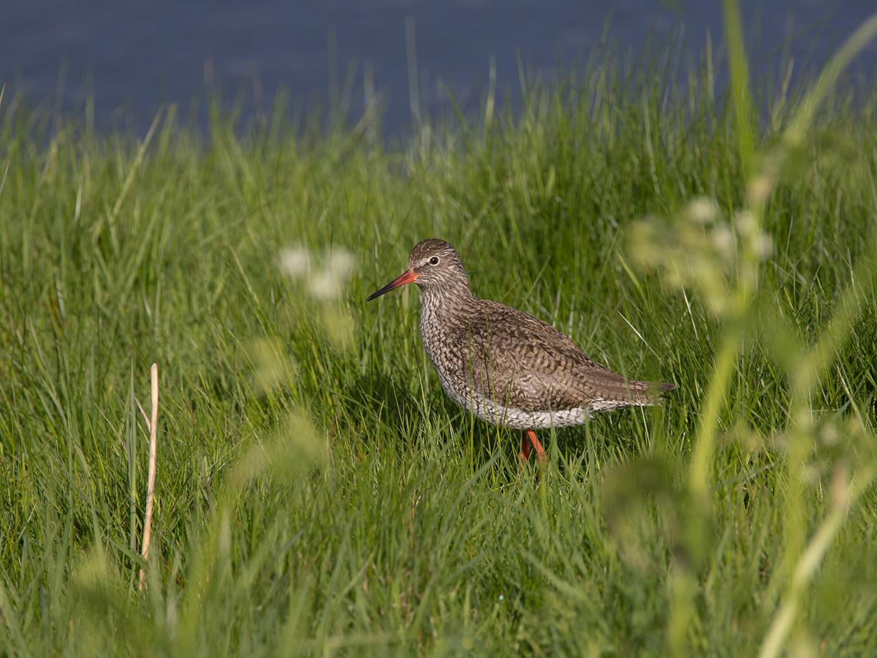 Turuluur-20130509-Tholen-g12807X1A7367a.jpg