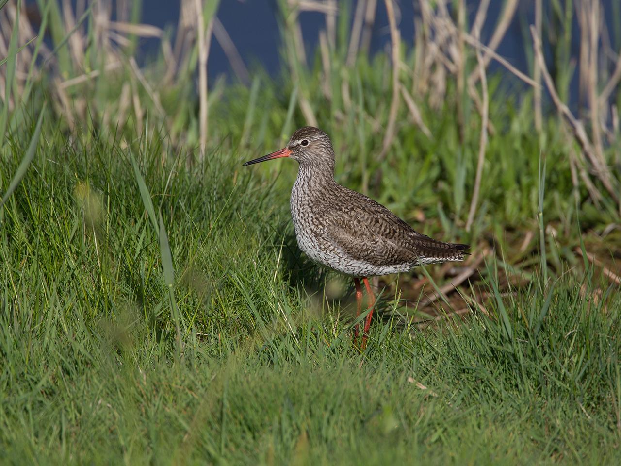 Turuluur-20130509-Tholen-g12807X1A7371a.jpg