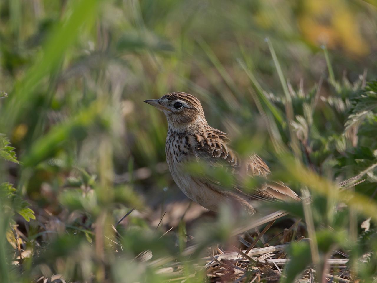 Veldleeuwerik-20140426g12807X1A0996a_0.jpg