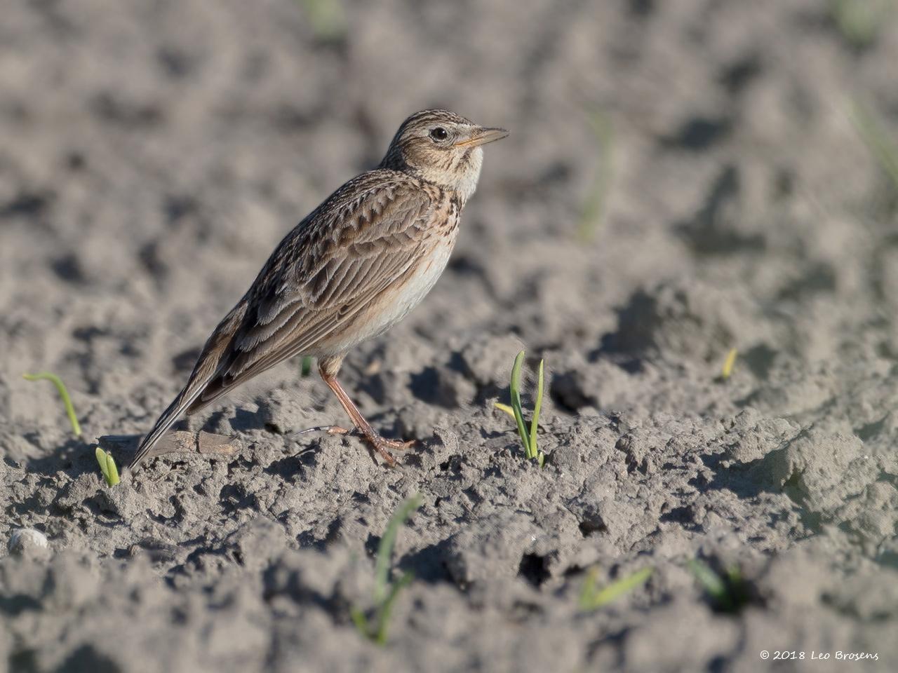 Veldleeuwerik-20180507g1280YSXX2373acrfbmc_0.jpg