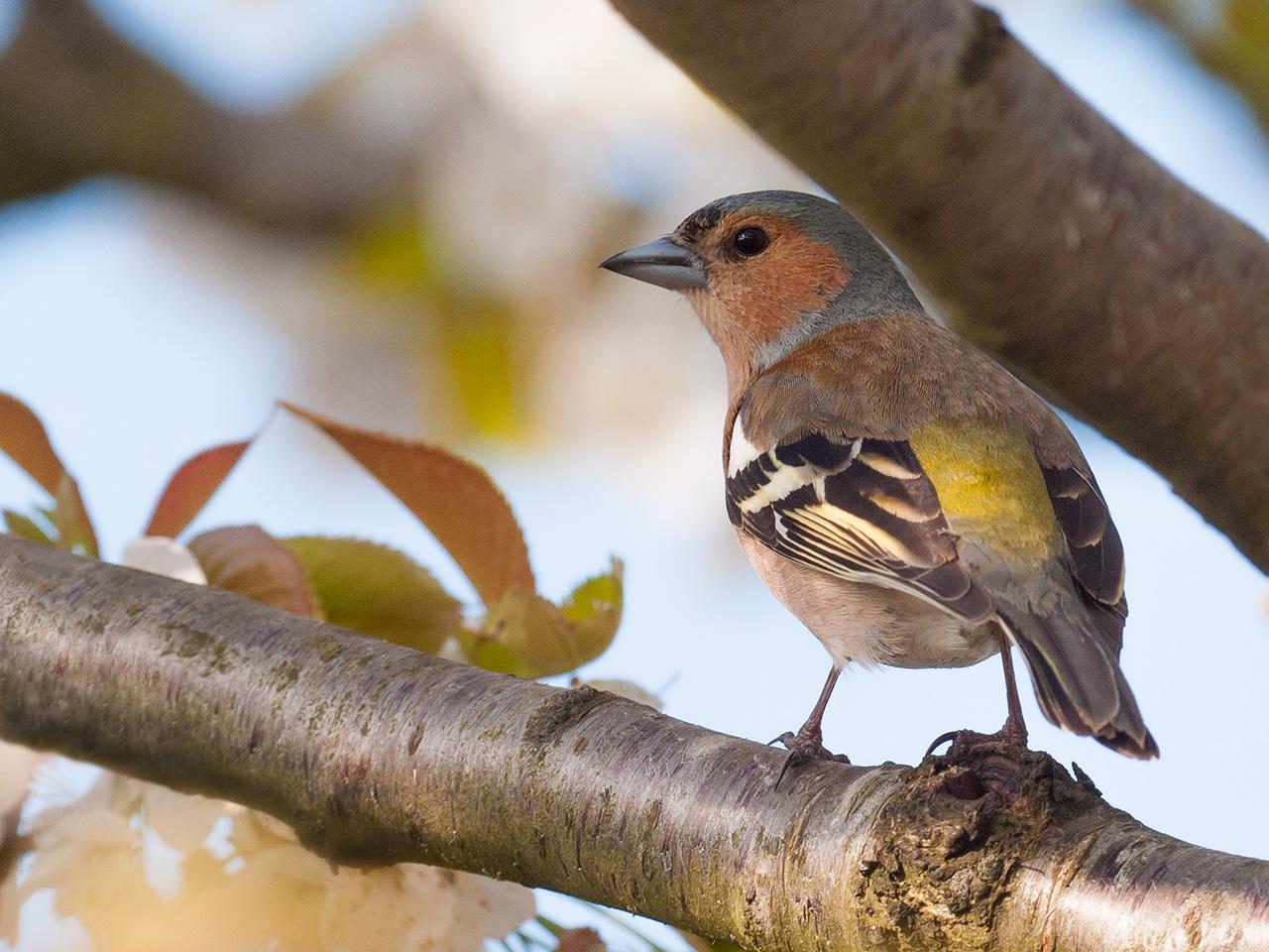 Vink-20100422g1280P1120505an_0.jpg