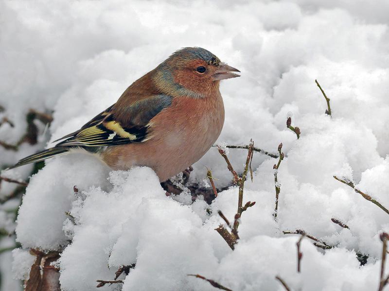 Vink-20101219P1160203ggg_0.jpg