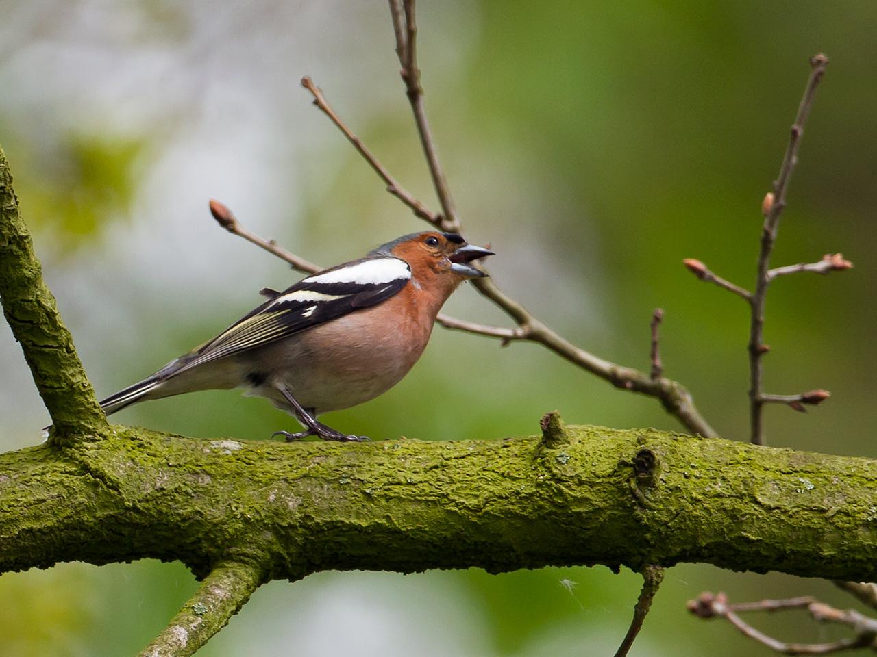 Vink-20120428g1280IMG_3752b_0.jpg