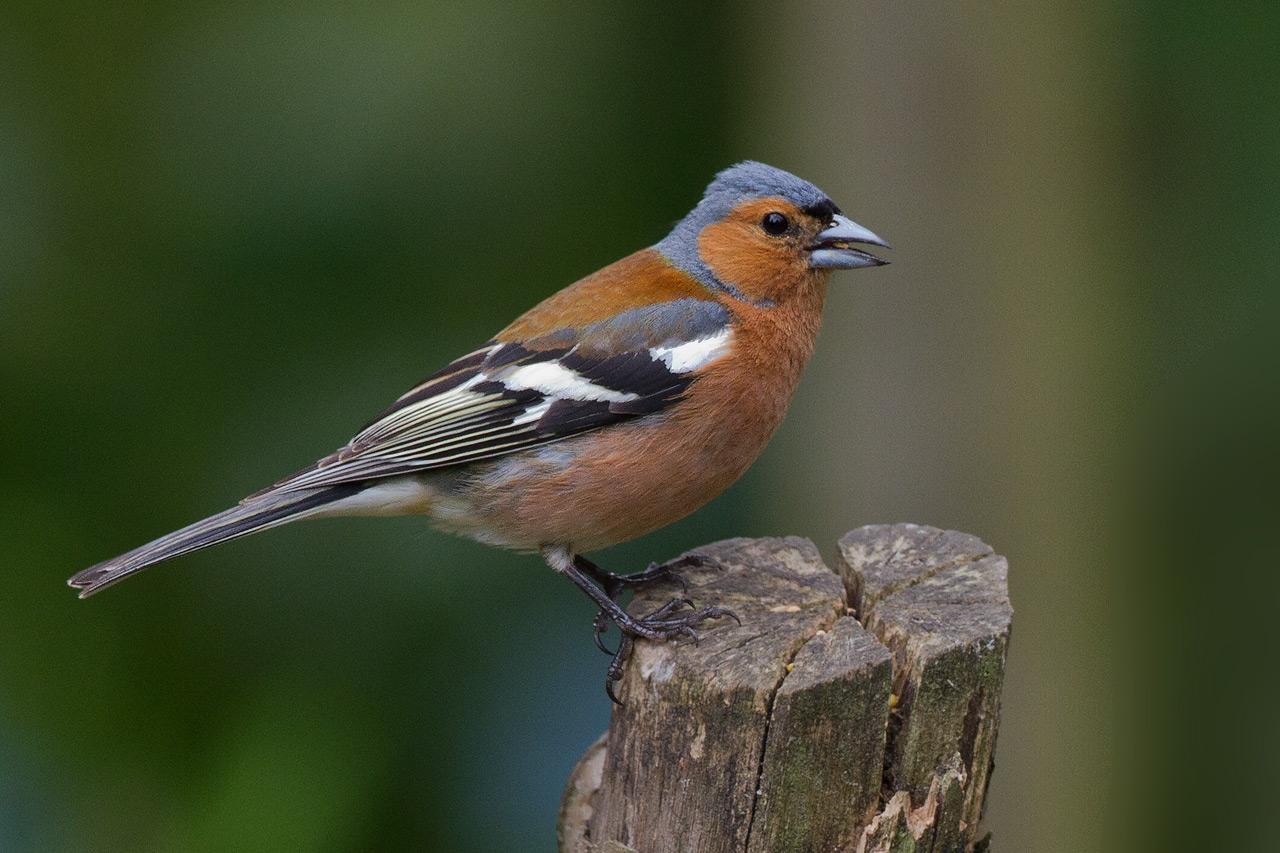 Vink-20120623g1280IMG_6836a.jpg