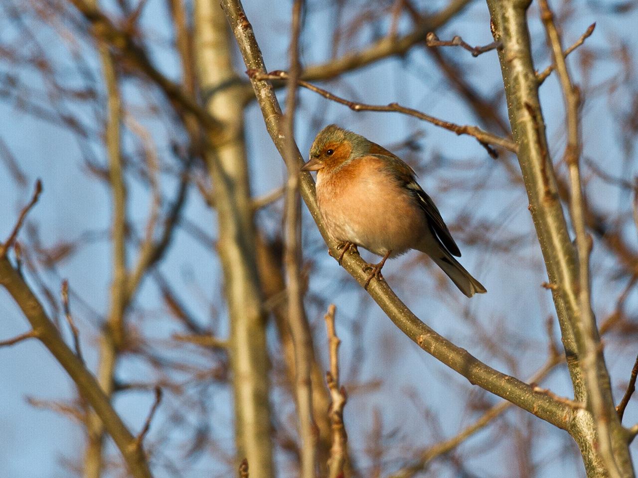 Vink-20121208g1280IMG_3253a.jpg