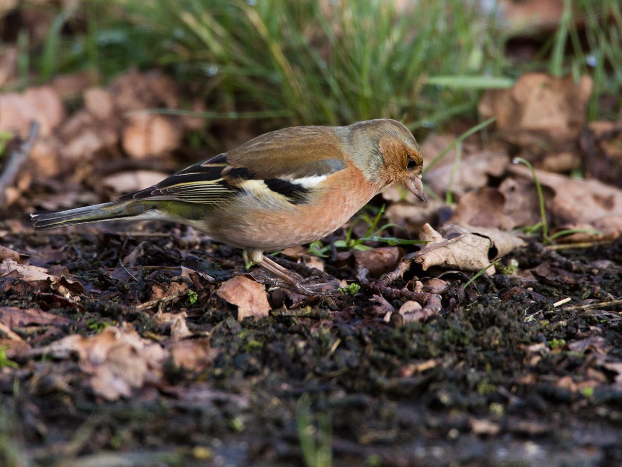 Vink-20130209g12807X1A3816a_0.jpg