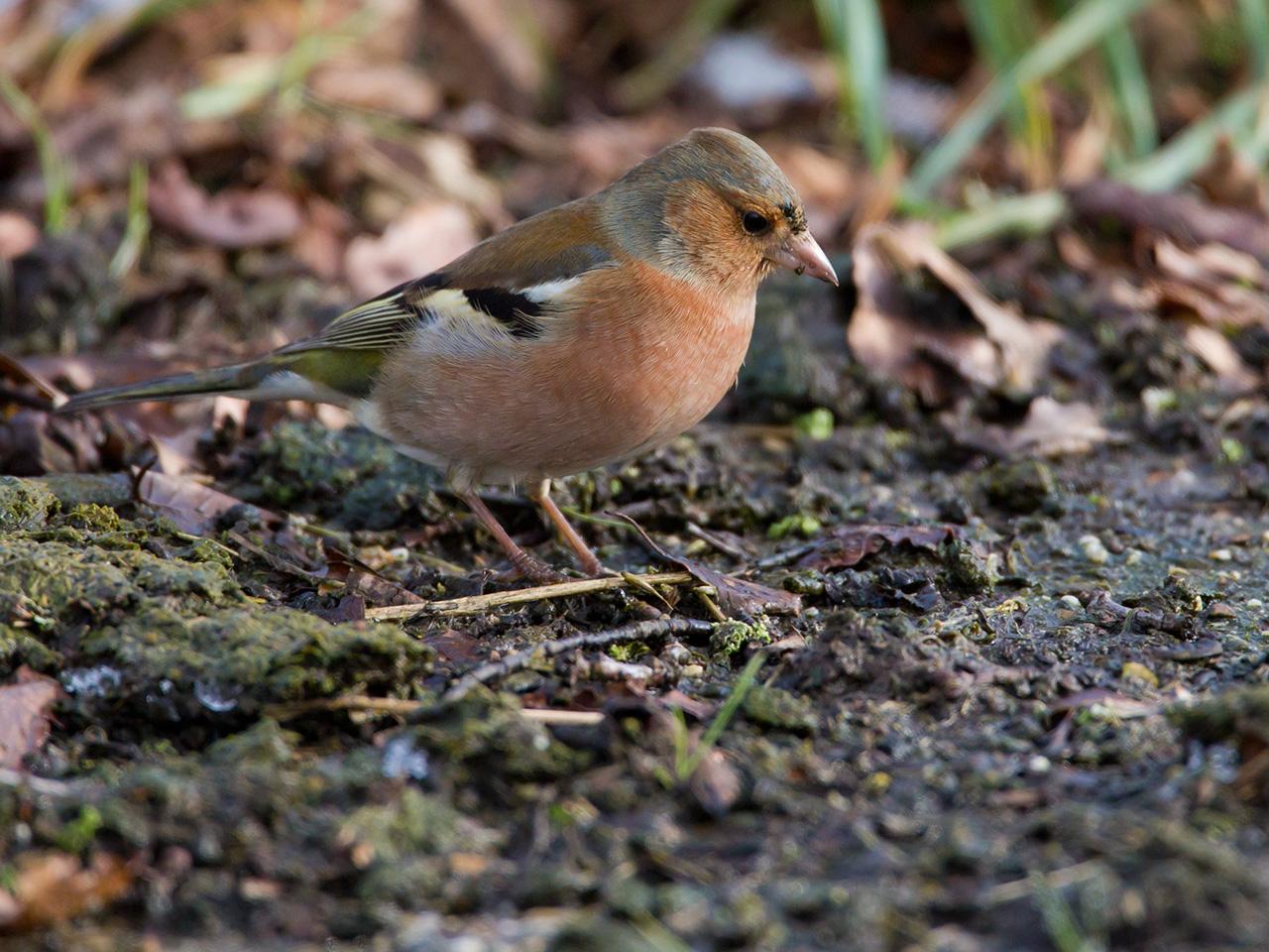 Vink-20130209g12807X1A3822a_0.jpg