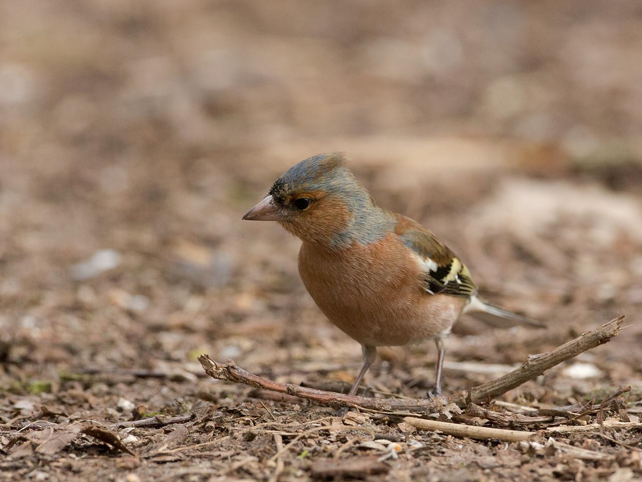 Vink-20130306g12807X1A5069a.jpg