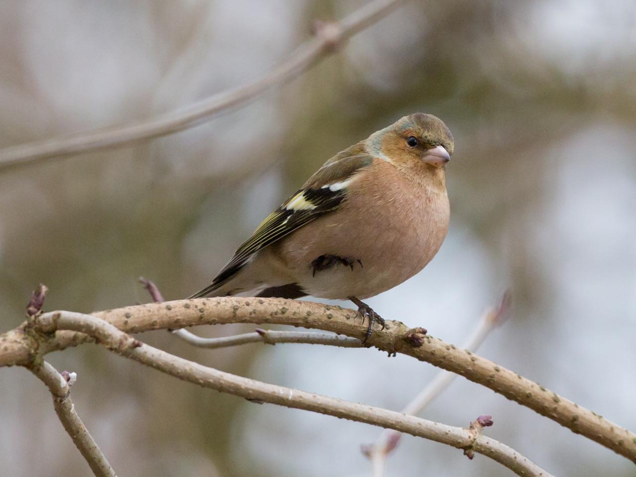 Vink-20130306g12807X1A5075a.jpg