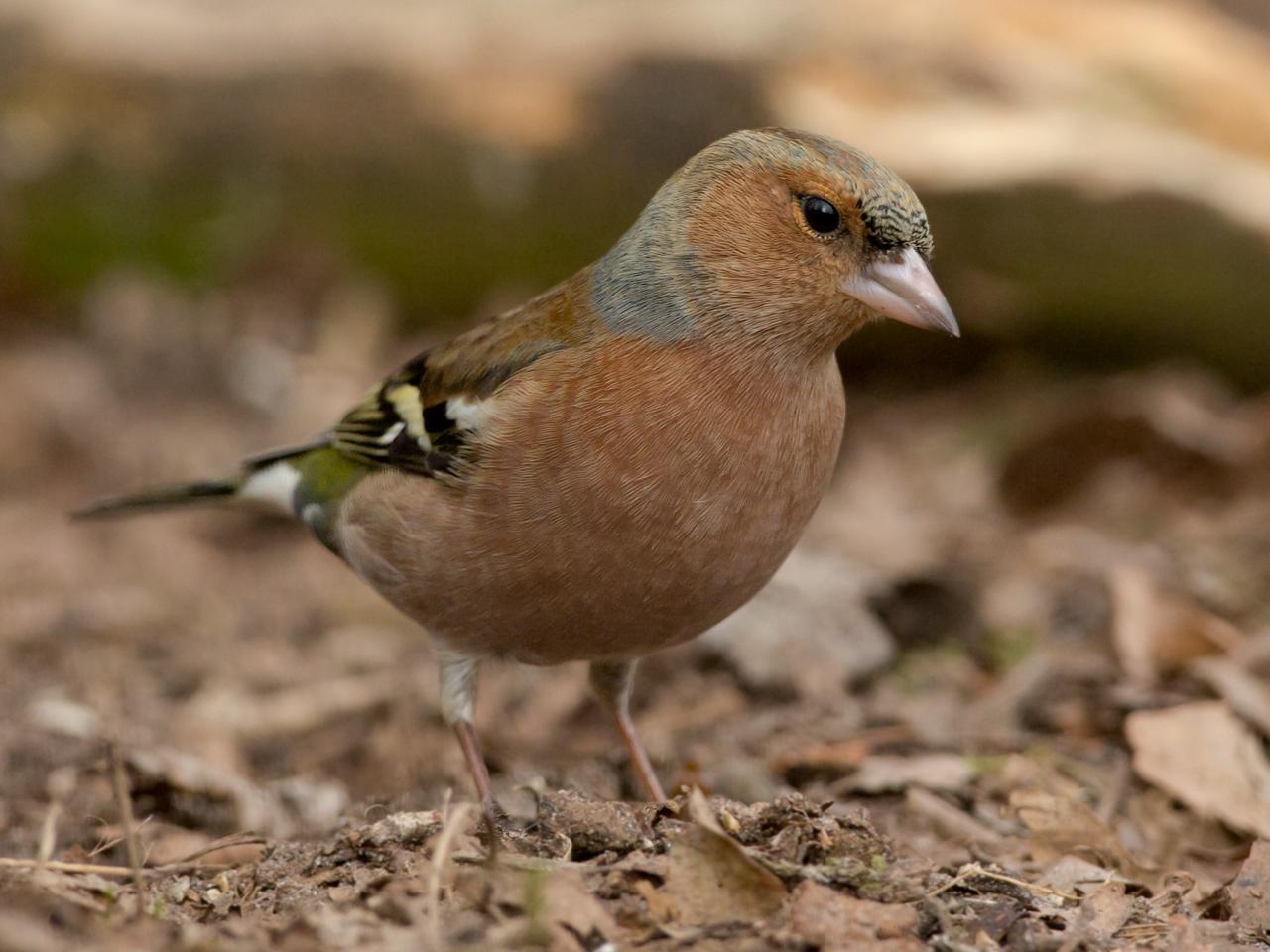 Vink-20130306g12807X1A5114a.jpg