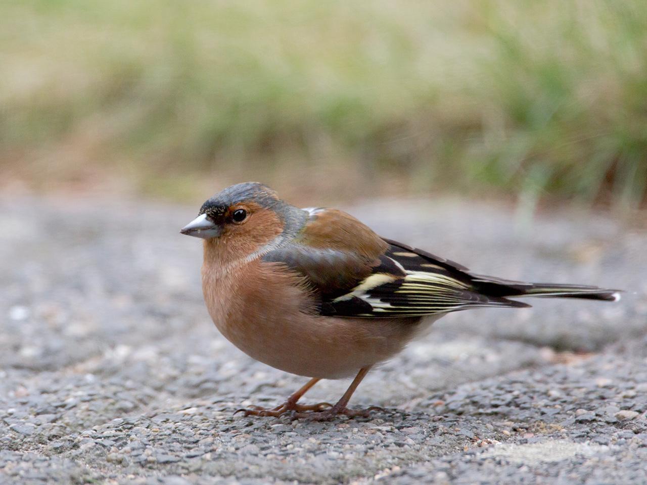 Vink-20130323g12807X1A5545a.jpg