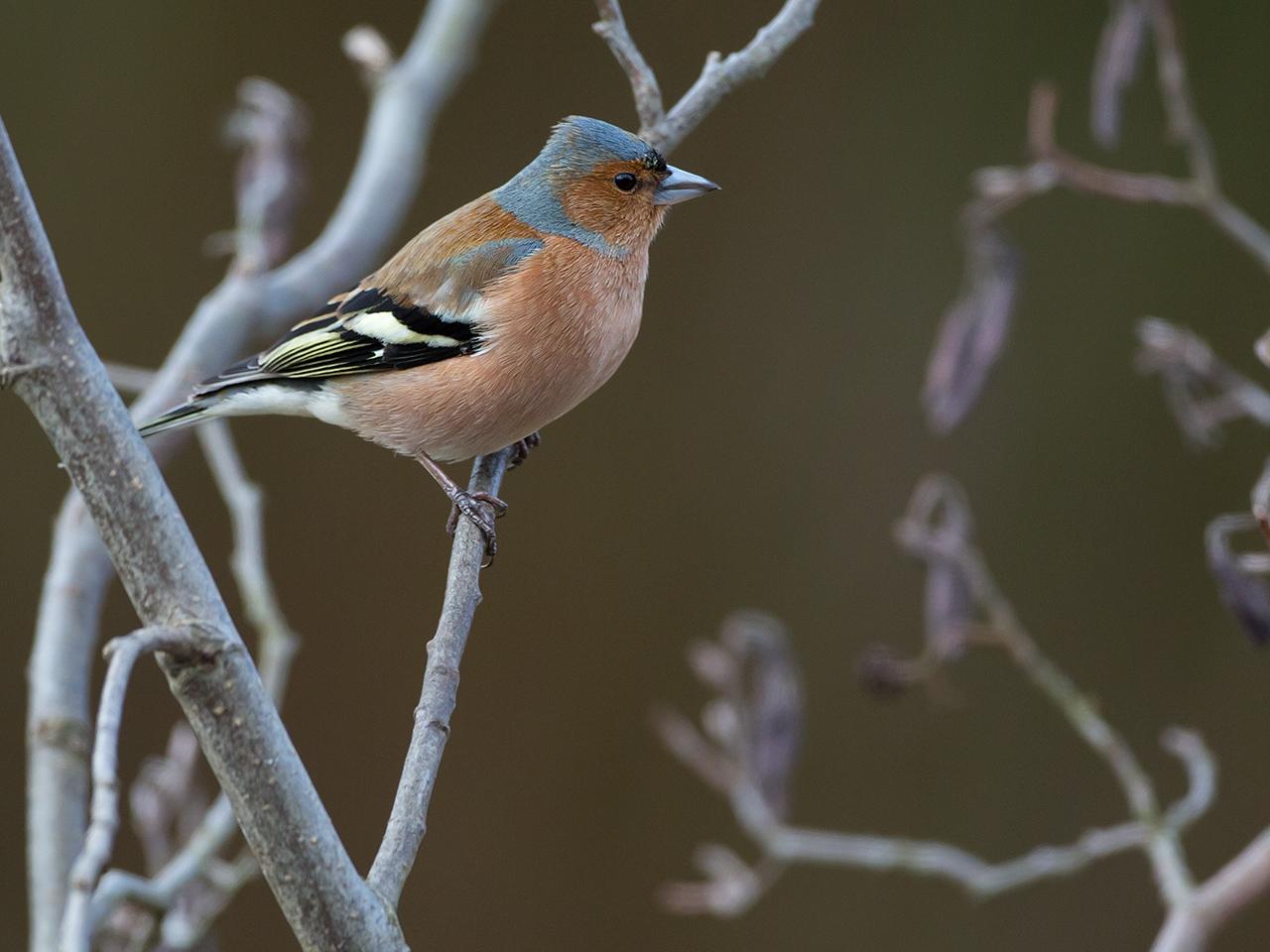 Vink-20130406g12807X1A6106a.jpg