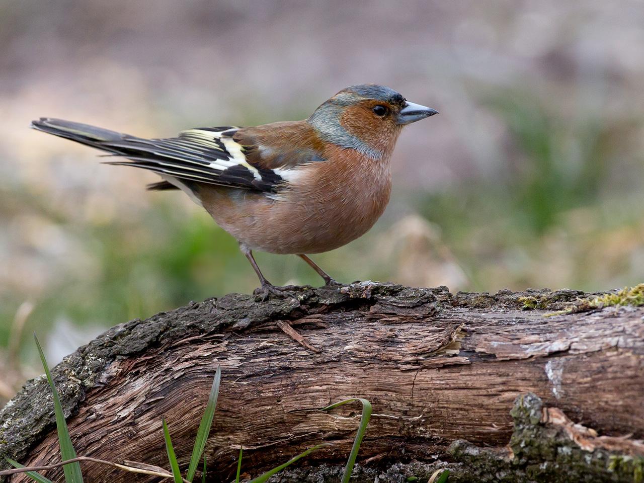 Vink-20130406g12807X1A6116a.jpg