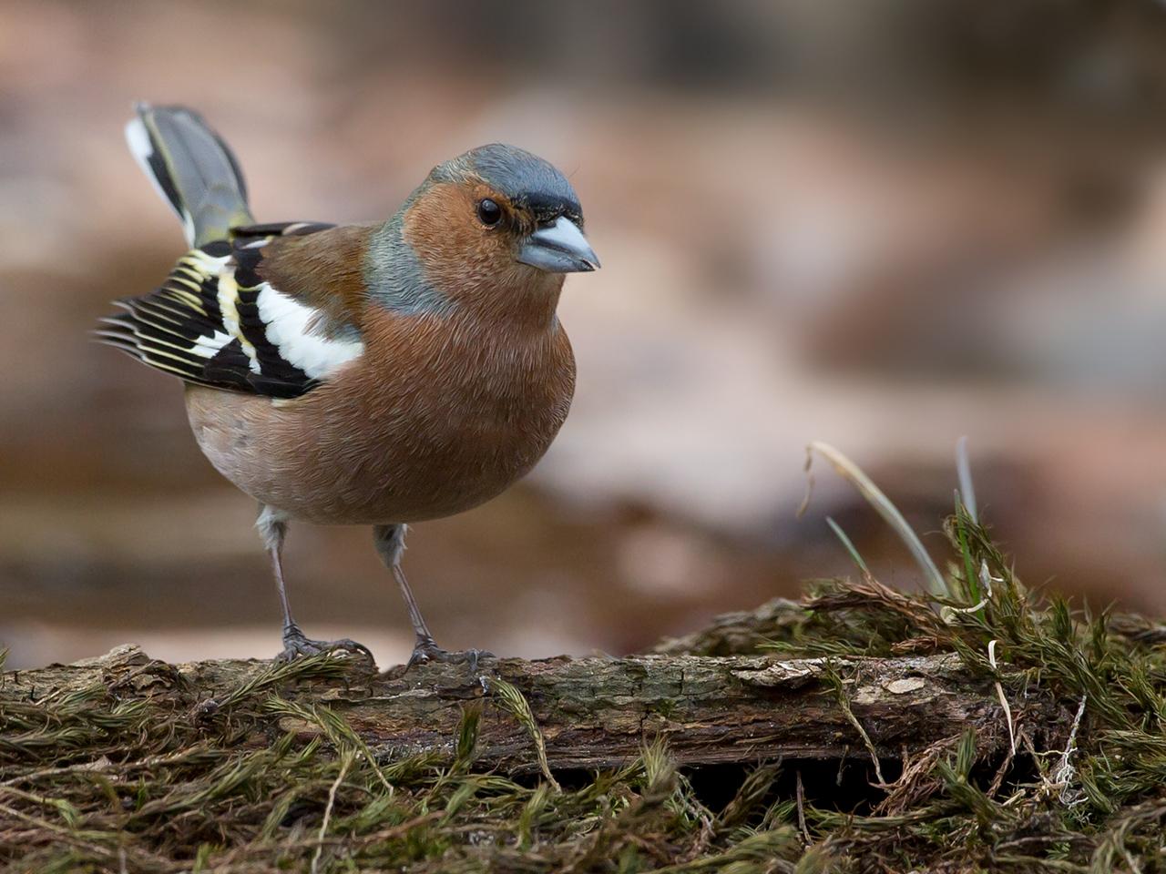 Vink-20130406g12807X1A6118a.jpg