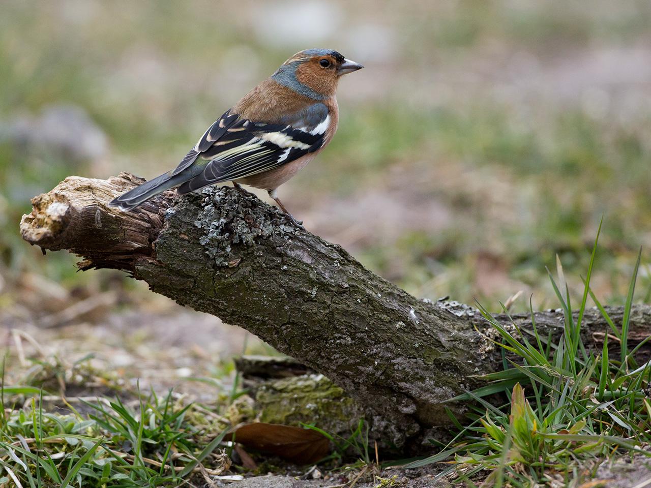 Vink-20130406g12807X1A6128a.jpg