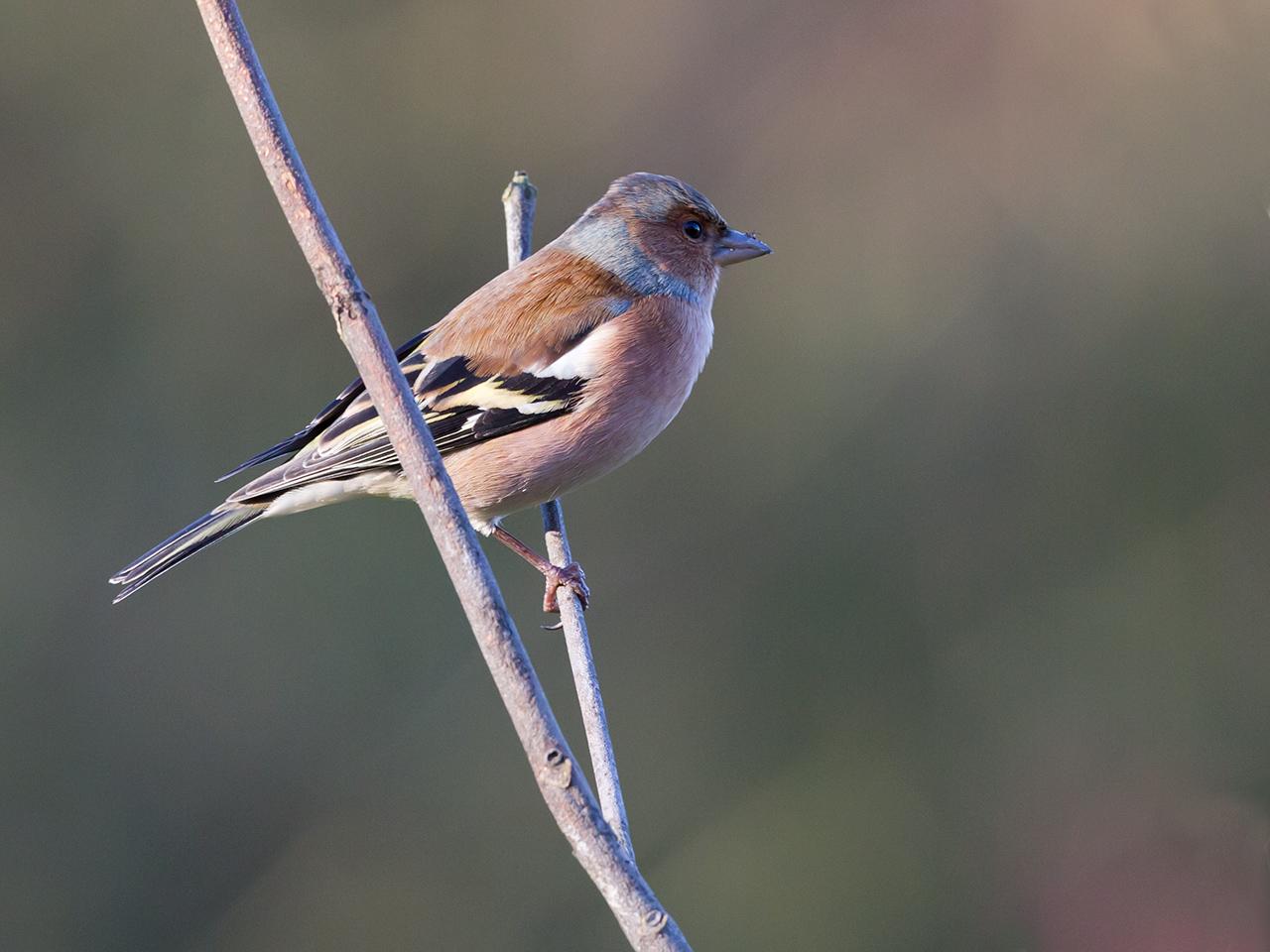 Vink-20141206g12807X1A2459a.jpg