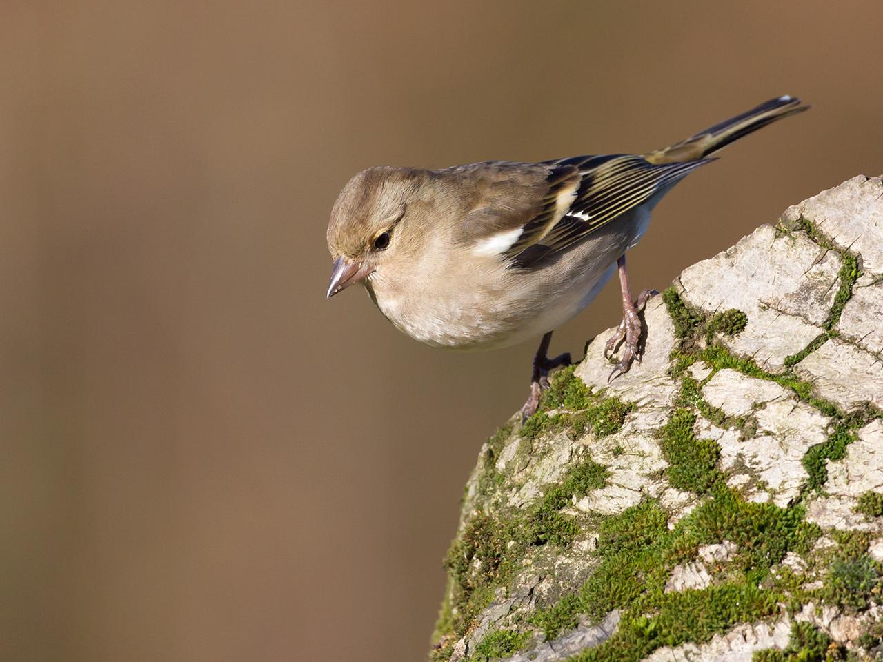 Vink-20150117g12807X1A2536a.jpg