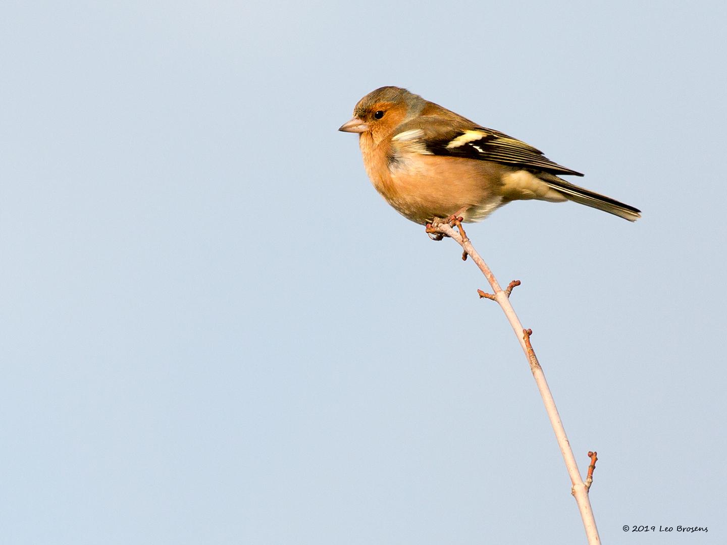 Vink-20191109g14407X1A7561acrfb.jpg