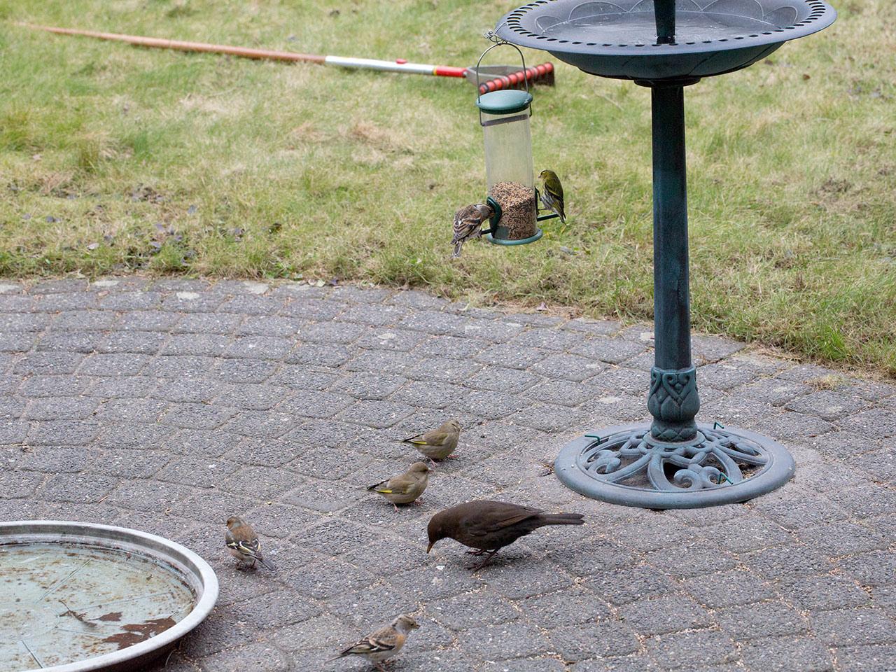 Vink-Groenling-Keep-Sijs-Merel-20130323g12807X1A5598a.jpg