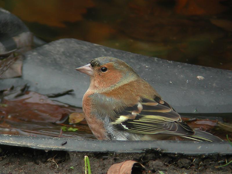 Vink-ma-20080120-e-cp420.jpg