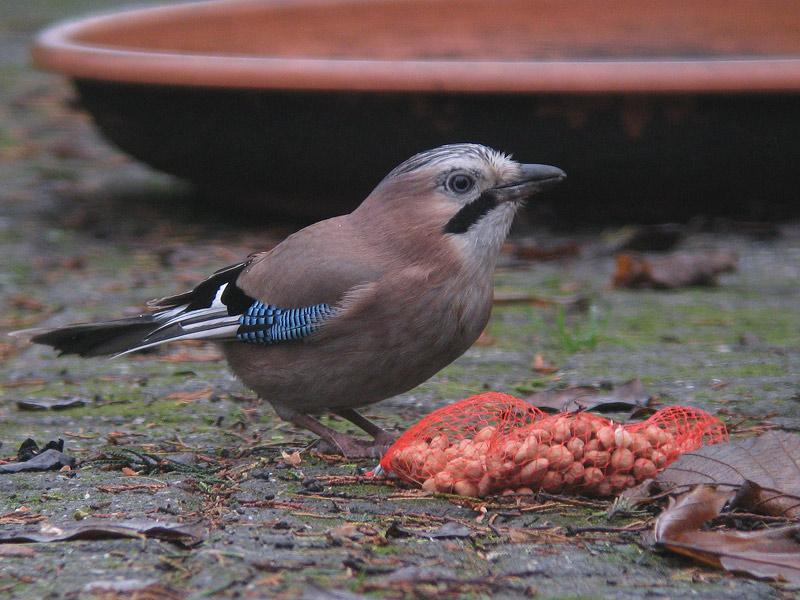 Vlaamse-gaai-20081130_a64030x_548a.jpg