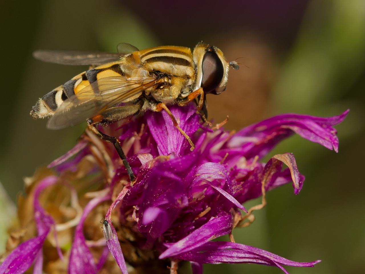 Vlieg Helophilus-20120809g1280IMG_8471a.jpg