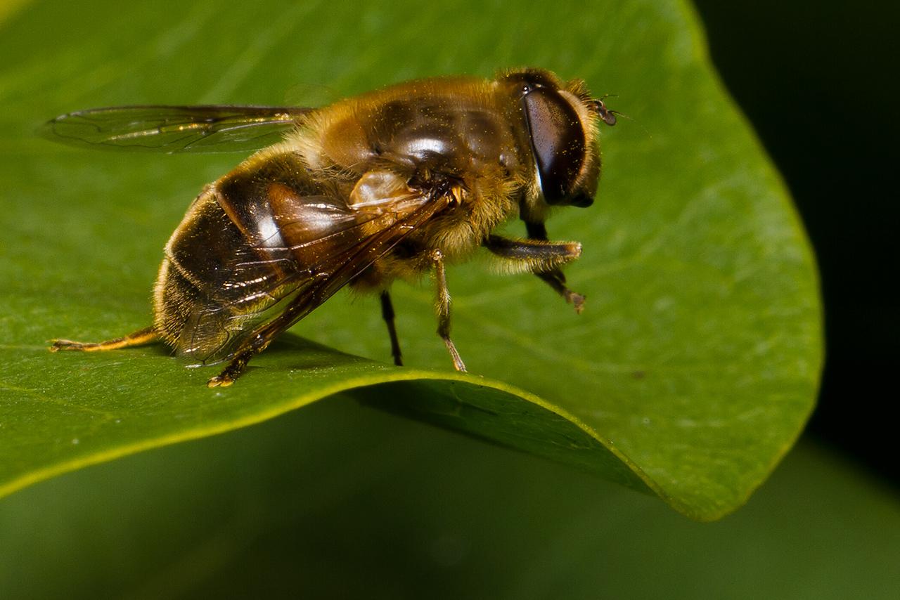 Vlieg-Eristalis spec20120829g1280IMG_9739a.jpg