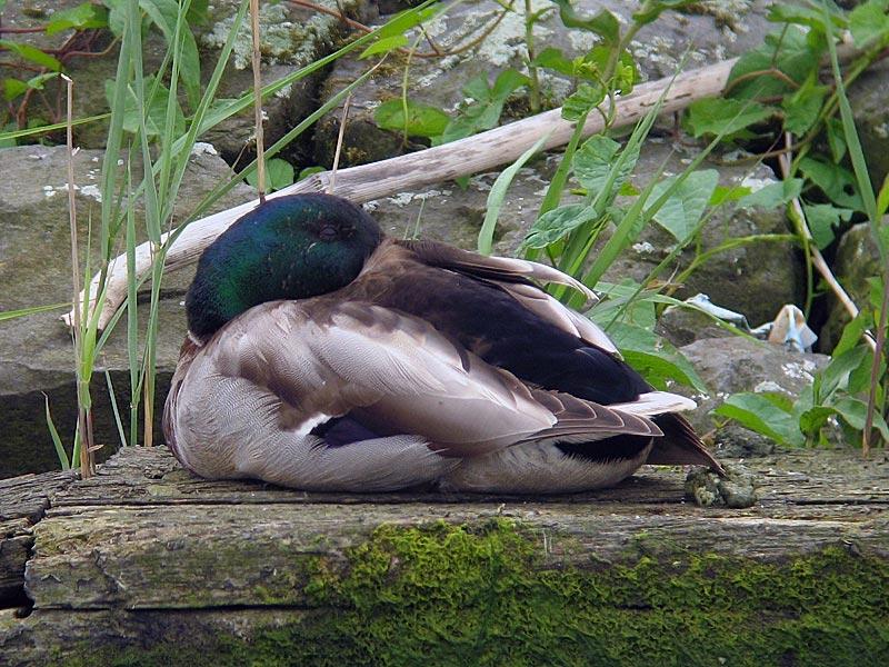 Wilde-eend-20080528-a64030x-305a.jpg