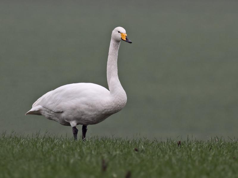 Wilde-zwaan-20110219IMG_0252a.jpg