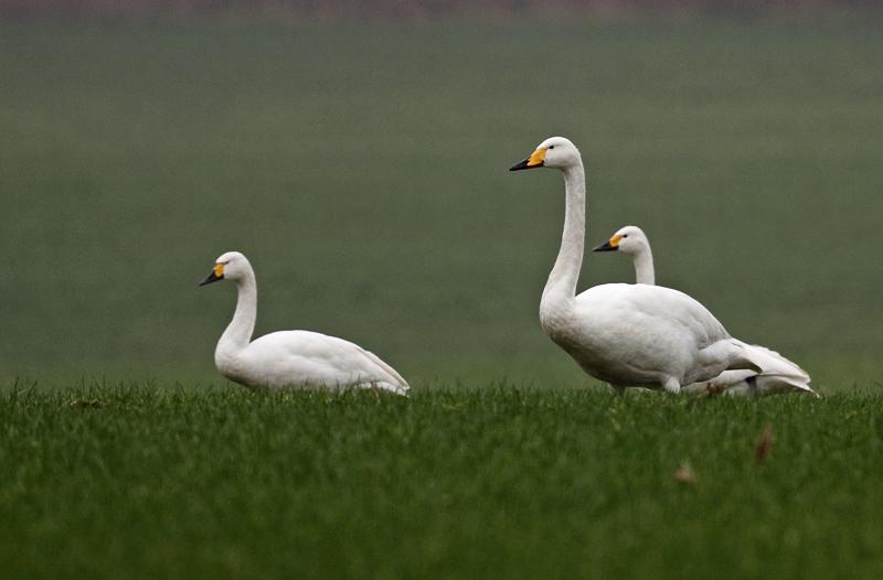 Wilde-zwaan-20110219IMG_0264a.jpg