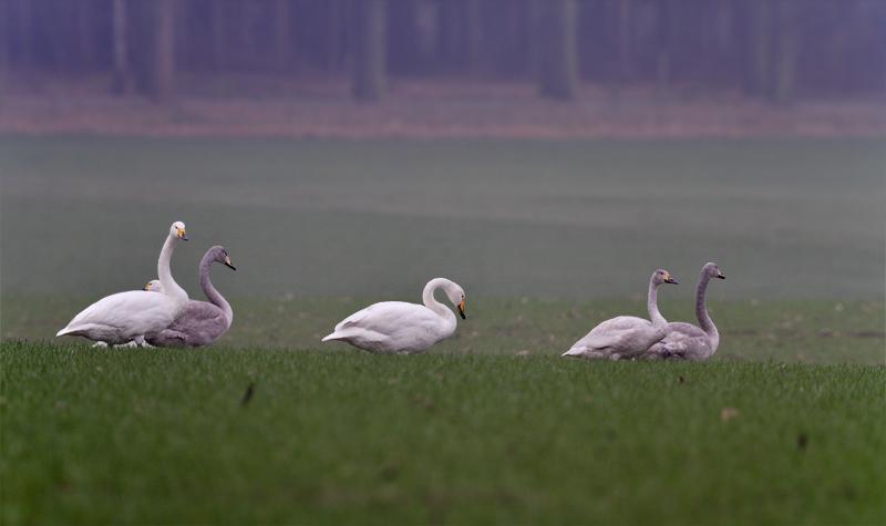 Wilde-zwaan-20110219IMG_0272a.jpg