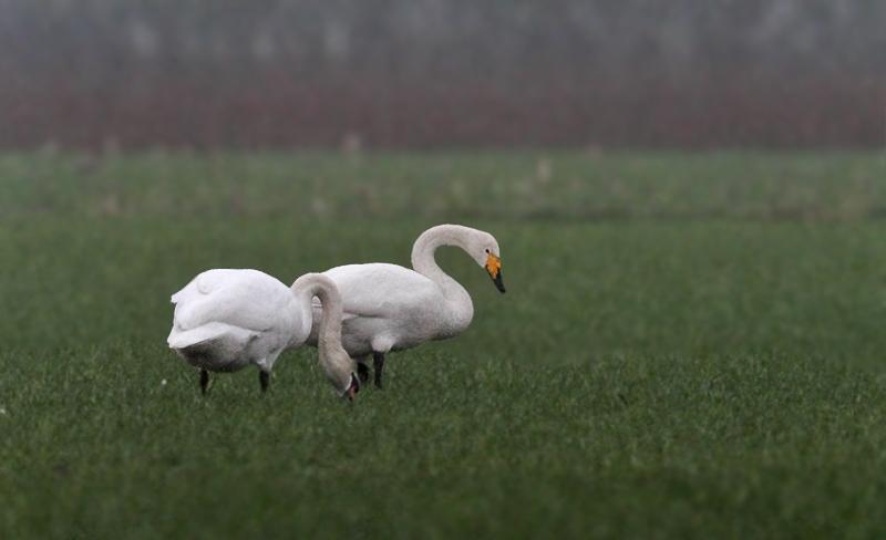 Wilde-zwaan-20110226IMG_0339a1600iso.jpg