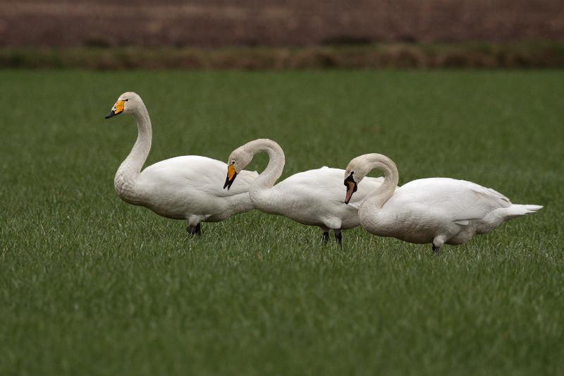 Wilde-zwaan-20110227IMG_0432a300.jpg