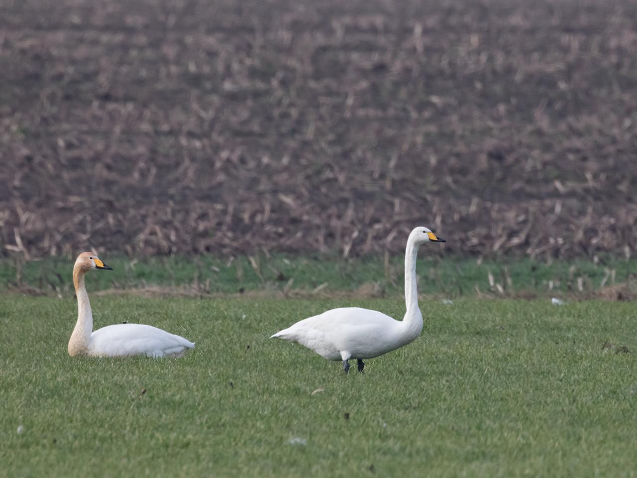 Wilde-zwaan-20170206g1280YSXX6379a.jpg