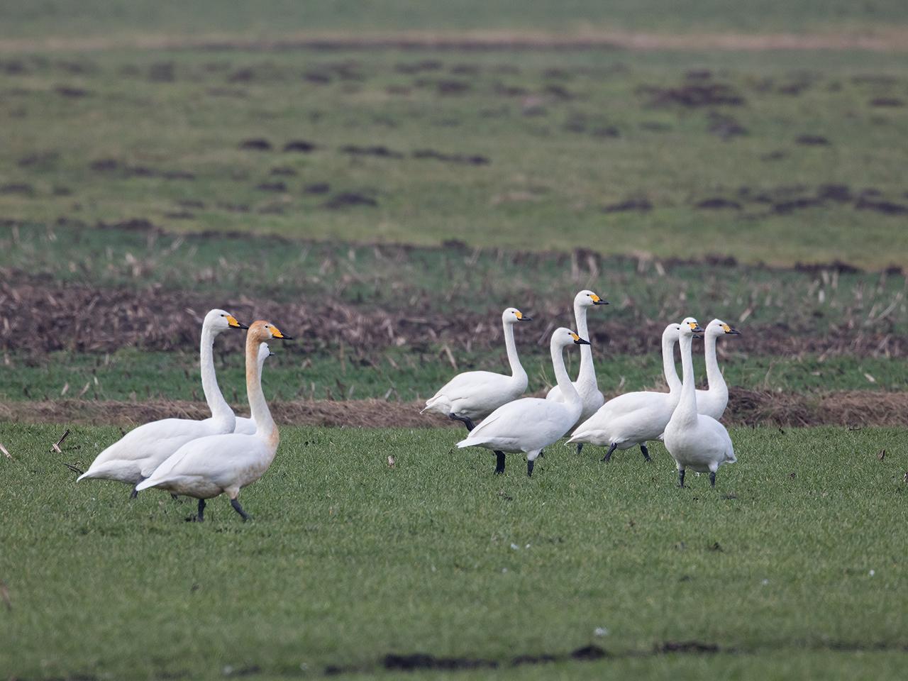 Wilde-zwaan-20170206g1280YSXX6418a.jpg